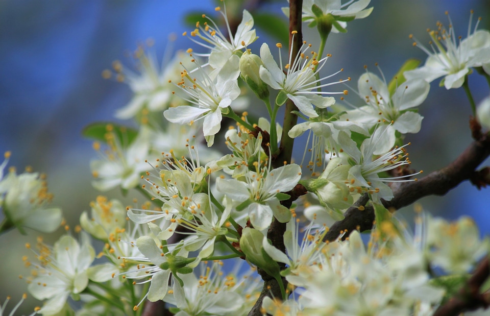 Spring blossomed branch
