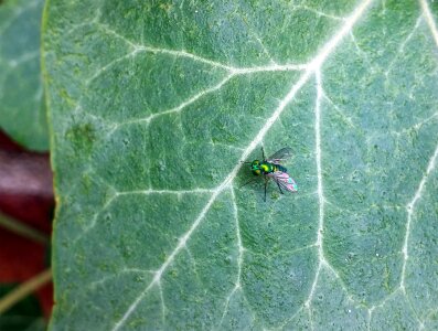 Long-legged flies insect bug