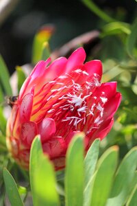 Africa flower
