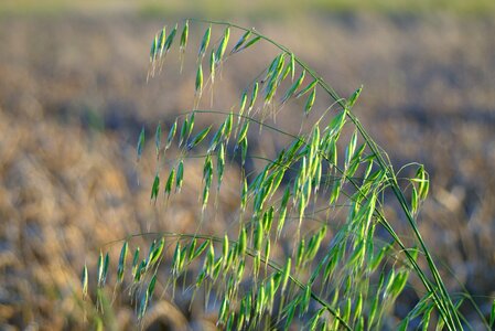 Corn false grass