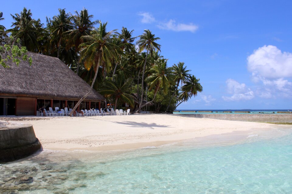 Palm trees vacations summer