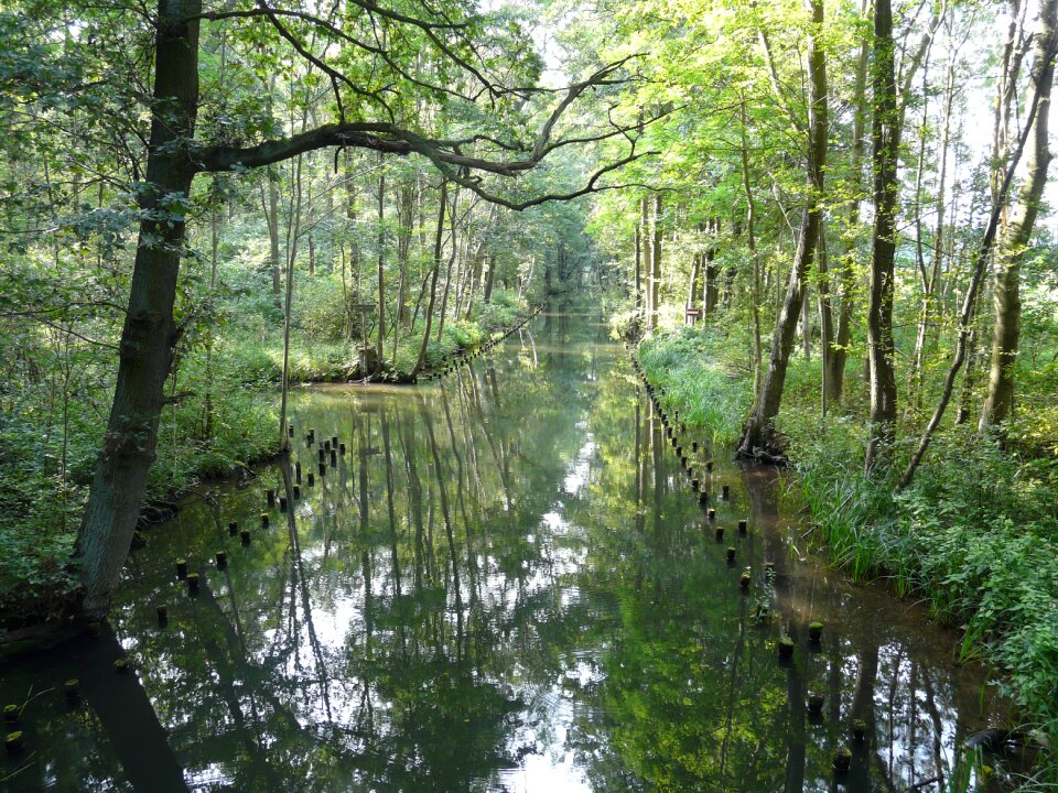 Forest summer landscape