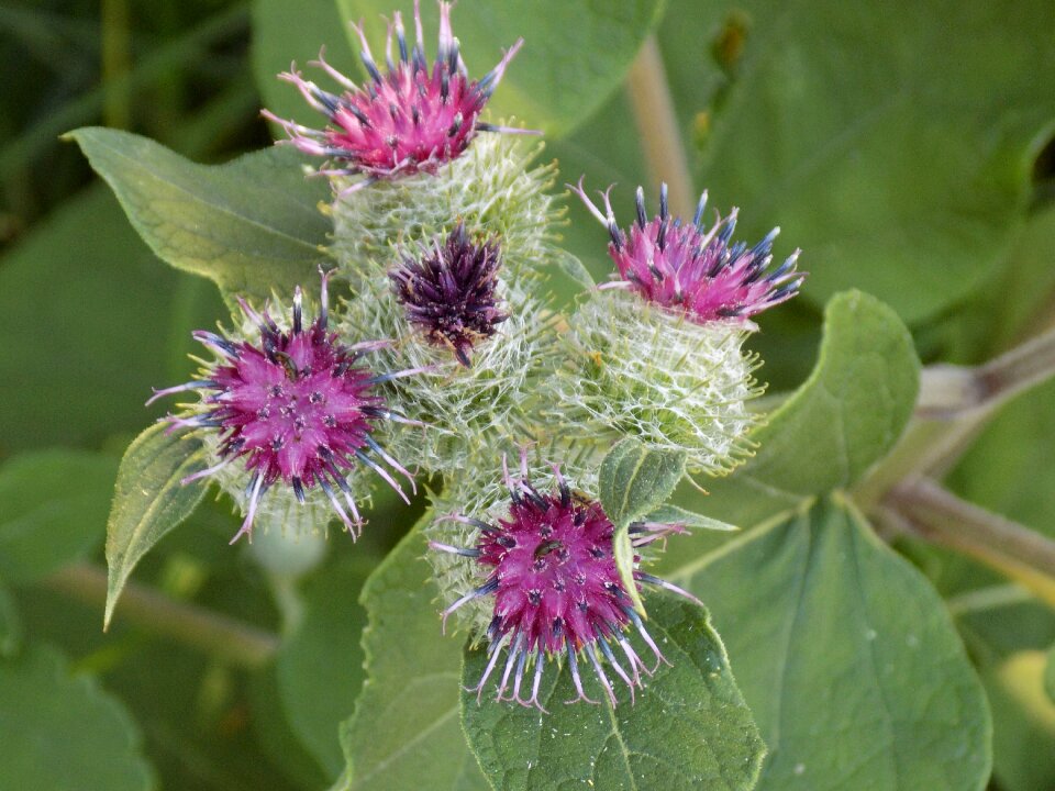 Nature thistle flower spur photo