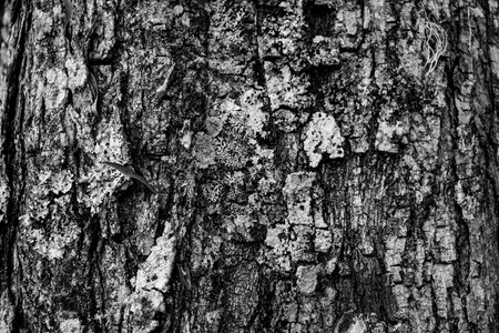 Branch hardwood old wood
