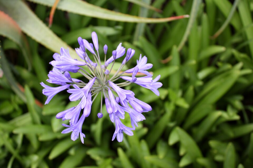 Flower plant blossom