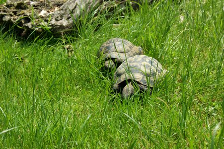 Animal garden tortoise shell photo