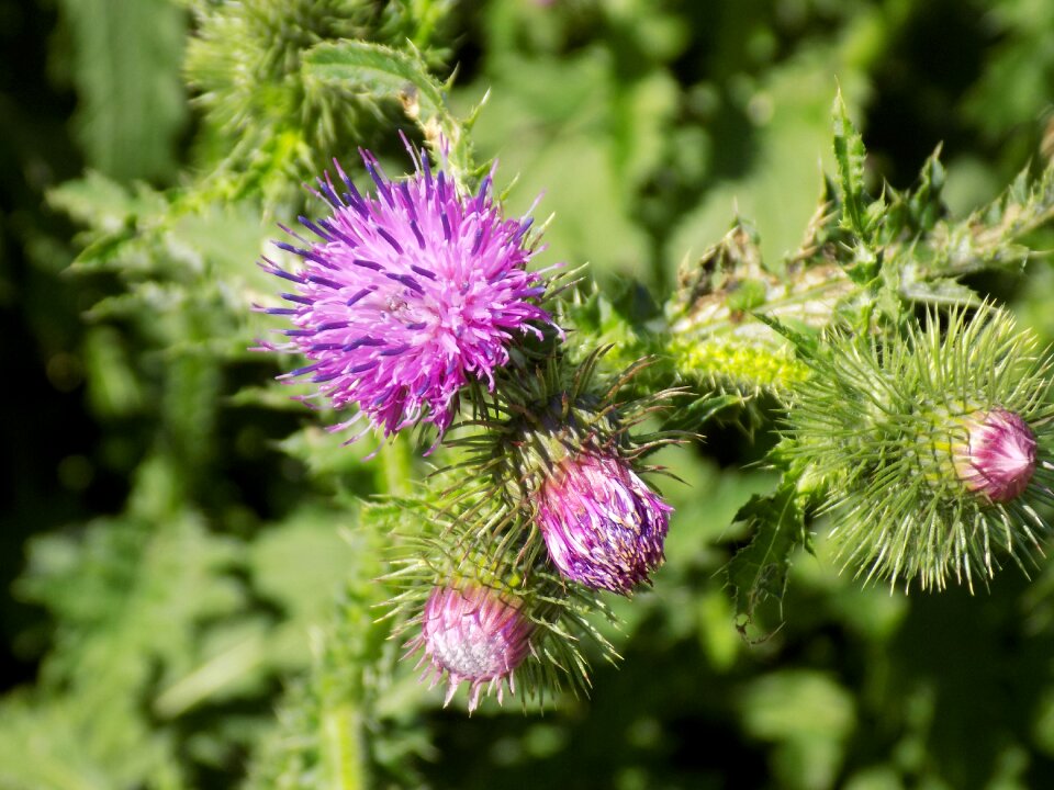 Nature thistle flower spur photo