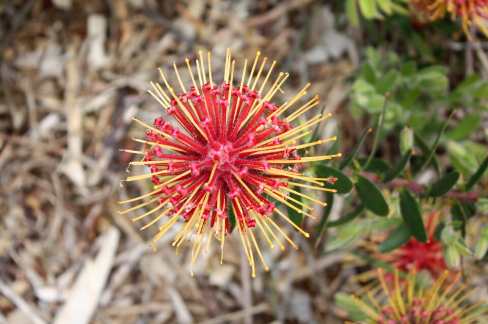 Kirstenbosch plant blossom
