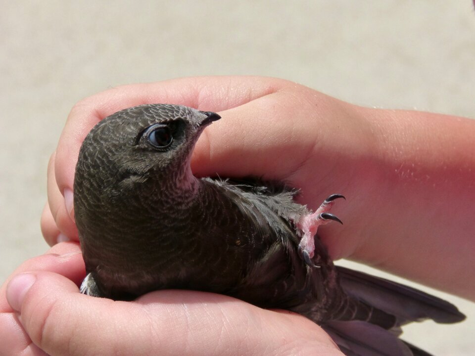 Falzilla chick child labor
