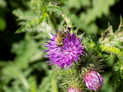 Thistle flower spur bee