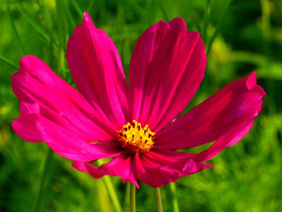Blossom bloom cosmea bipinnata
