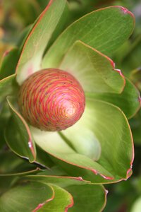 Flower plant blossom