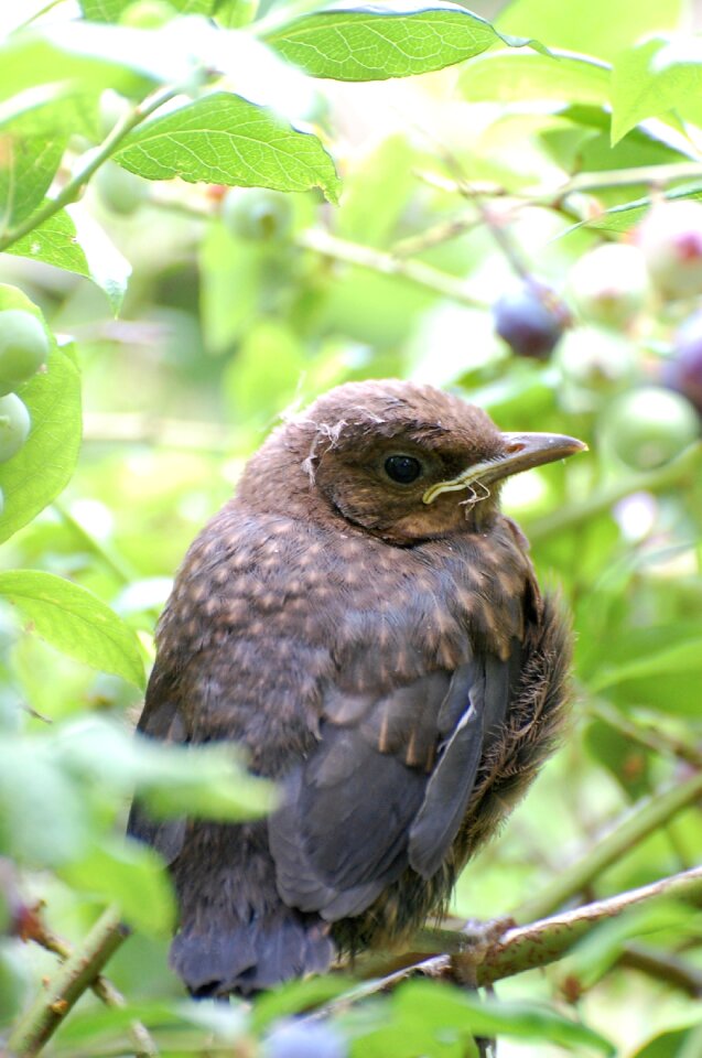 Young animal bird fauna