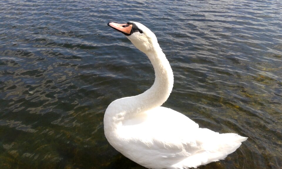 Water wildlife nature