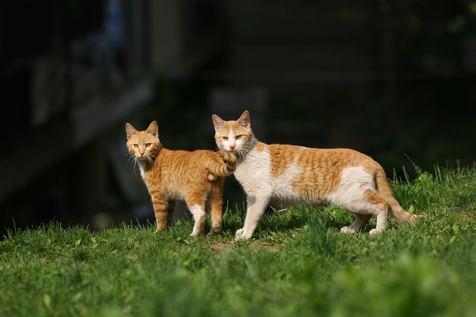 Spring couples gaze