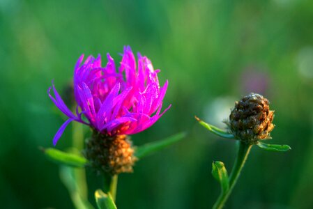 Nature flower field