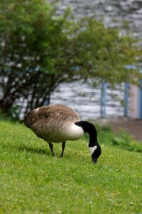 Big bird eating summer