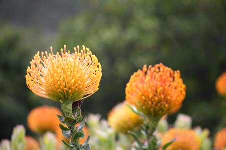 Kirstenbosch yellow plant photo