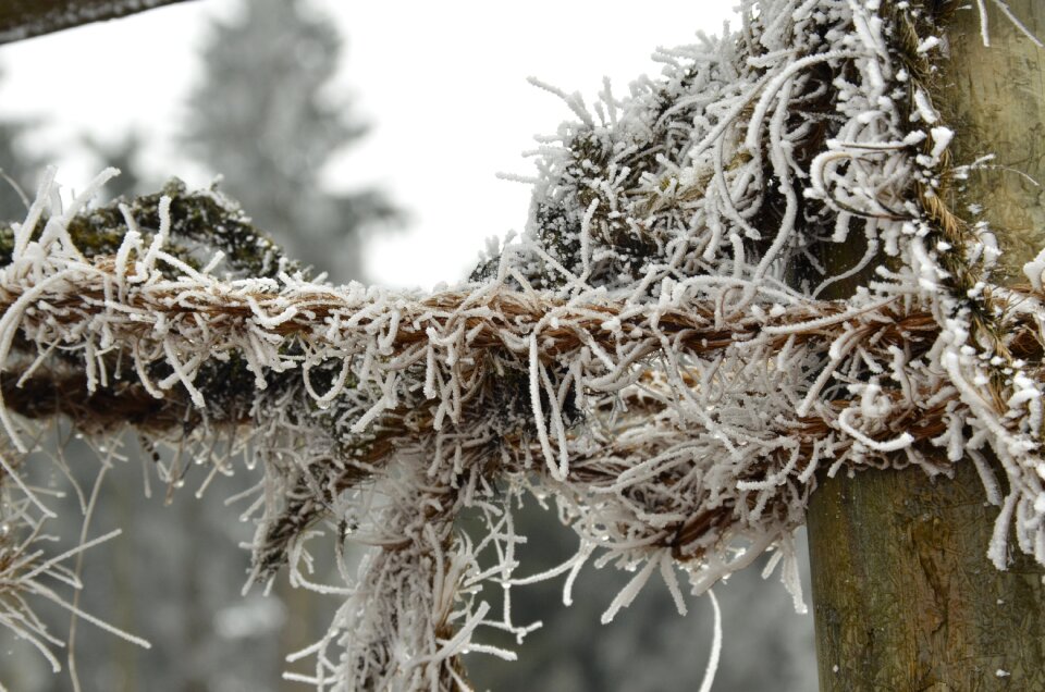String white frozen
