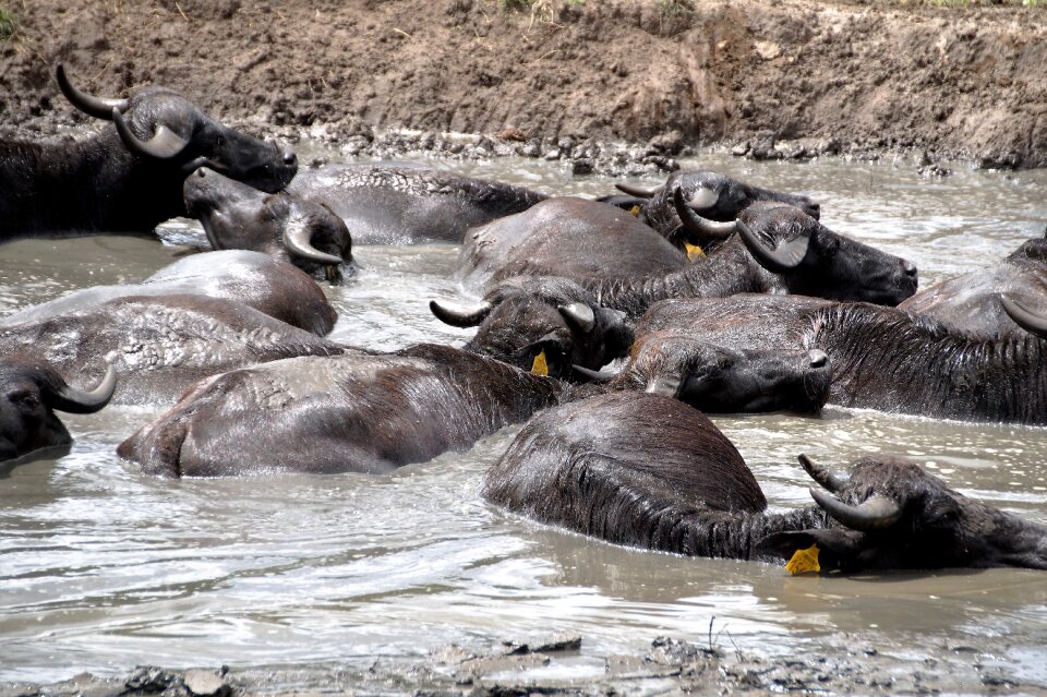 Mud take a bath scot