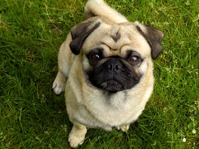 Beige cute funny