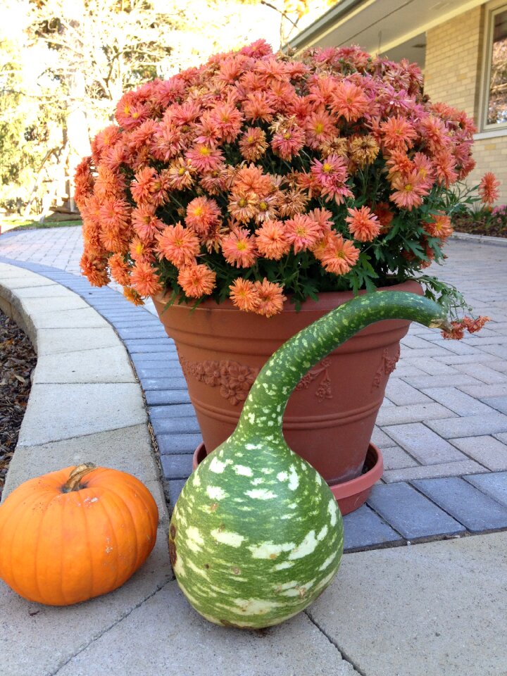 Harvest decoration
