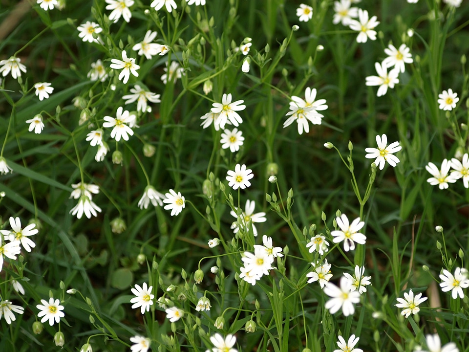 Flower bloom spring