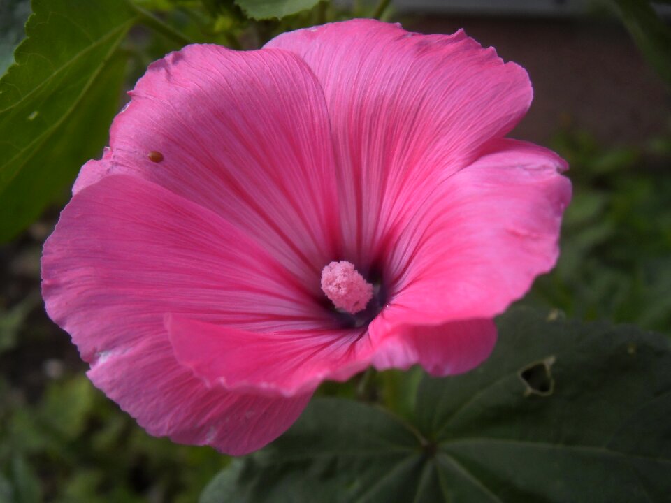 Pistil nature garden
