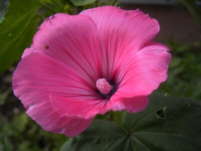 Pistil nature garden