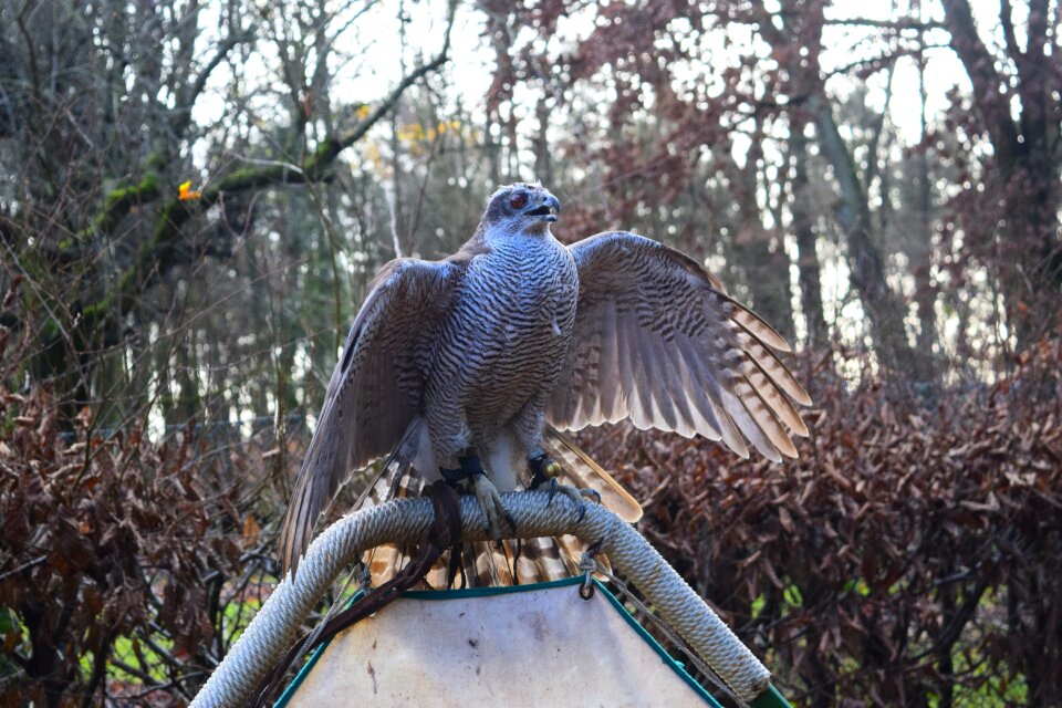 Hawk forest raptor
