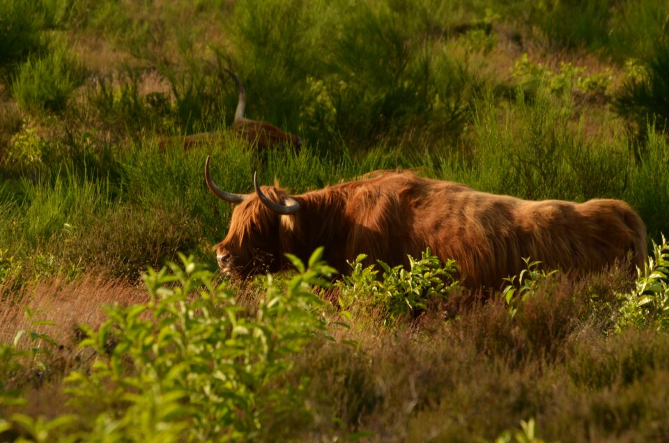 Highlander heide browser