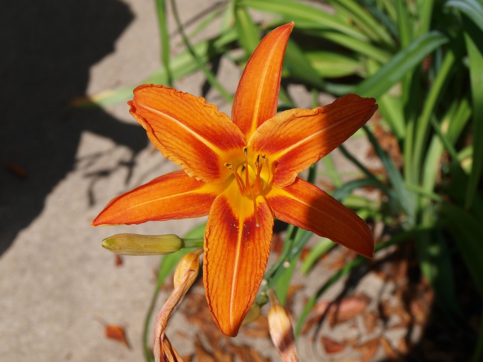 Orange plant bloom