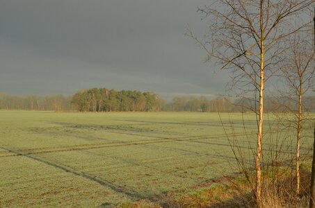 Field meadow sun