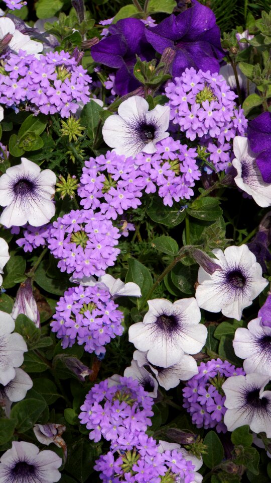 Verbena flower arrangement garnish