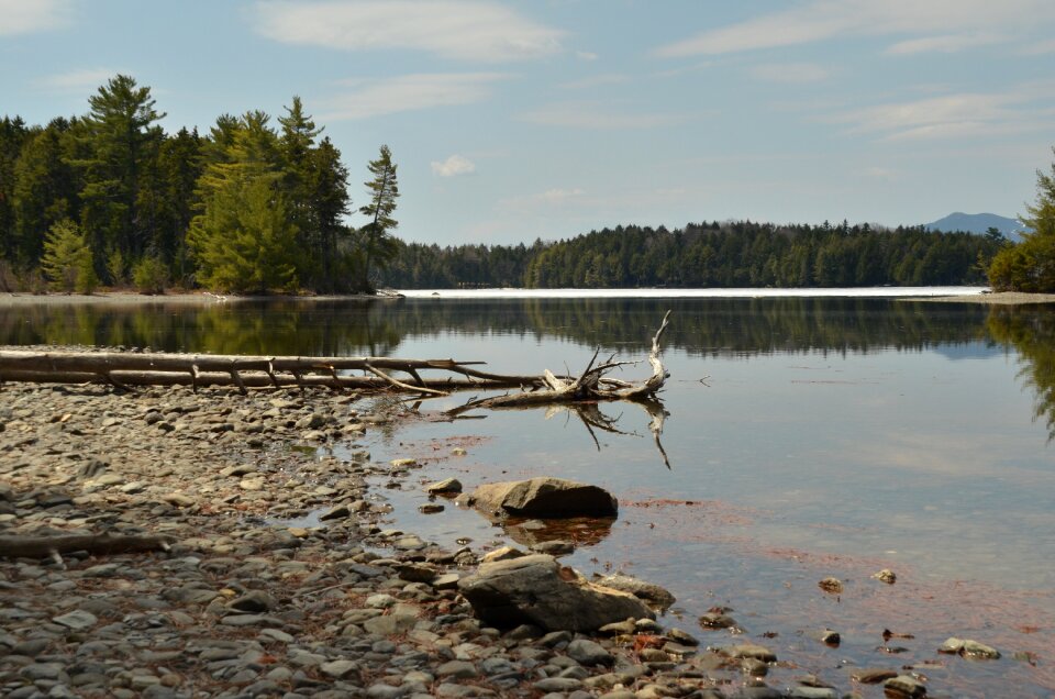 Pebble tree stump water