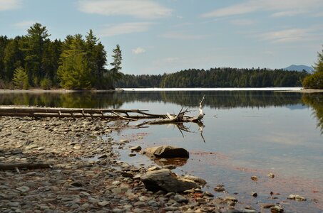 Pebble tree stump water photo