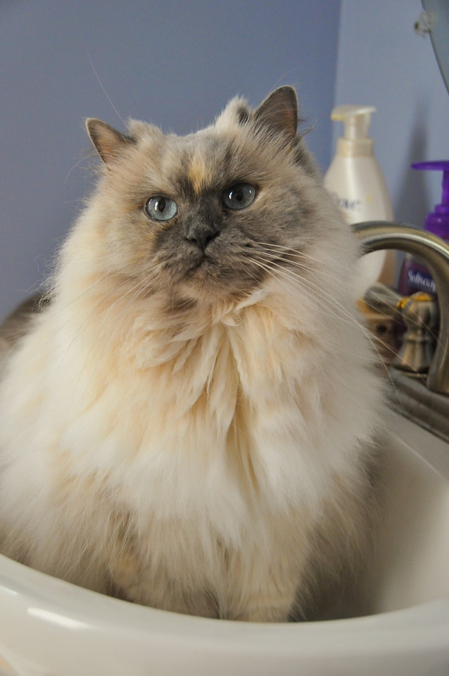 Washbowl cute kitty