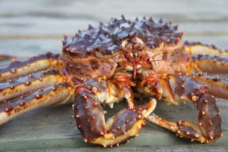Crab norway fjords