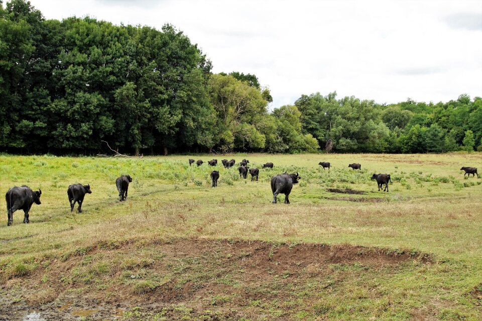 Herd puszta hungary