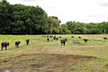 Herd puszta hungary