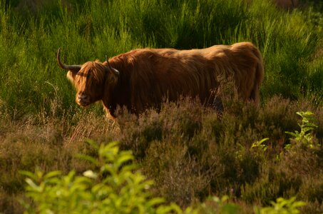 Highlander heide browser