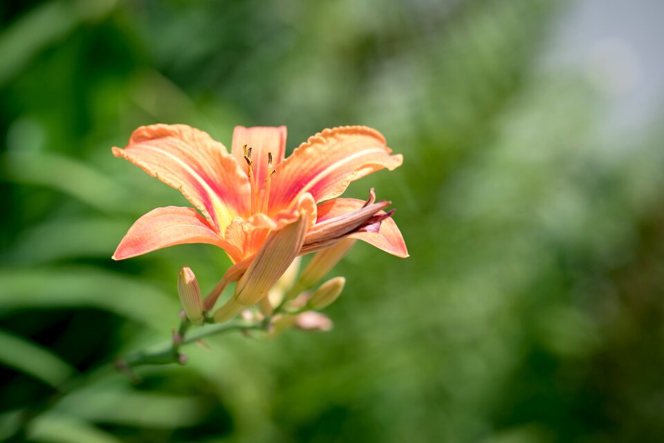 Flower orange orange flower