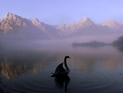 Swan landscape austria photo