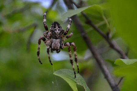 Spider cobweb black widow photo