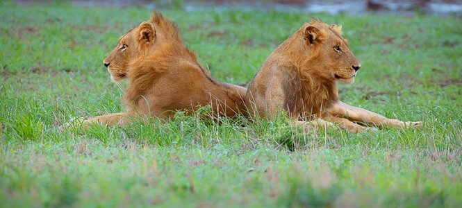 Carnivore male photo