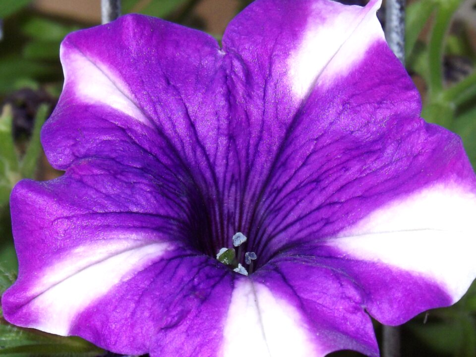 Violet white close up
