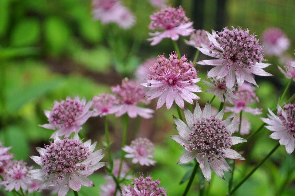 Nature pink plant herbaceous