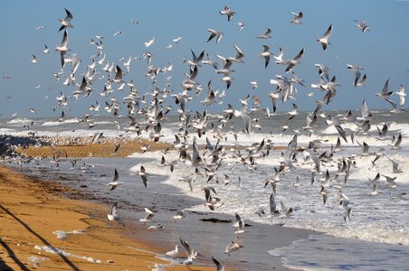 Sea flock flight photo