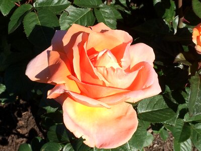 Blossom floral petal