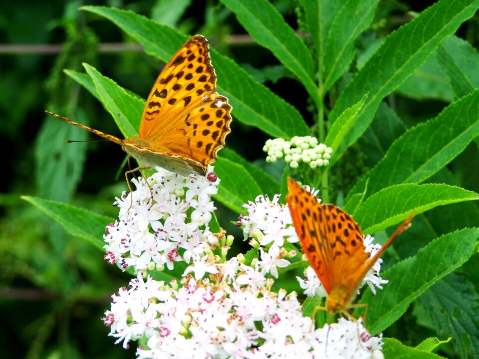 Pearl moth insect nature